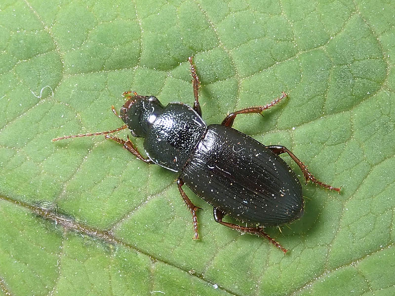 Carabidae: Ophonus azureus o cribricollis? cribricollis